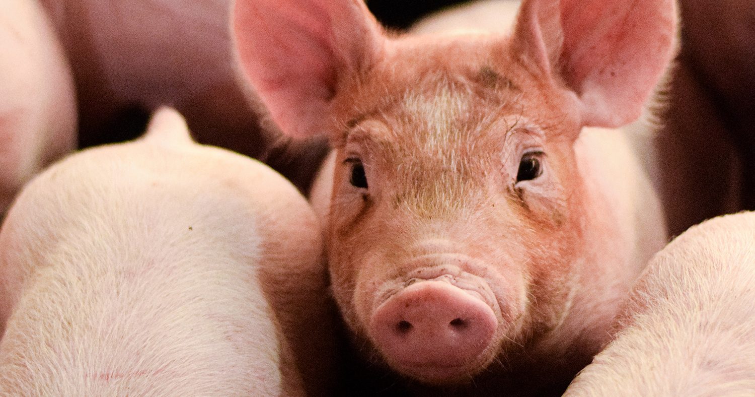 Зачем поросятам дают красный кирпич