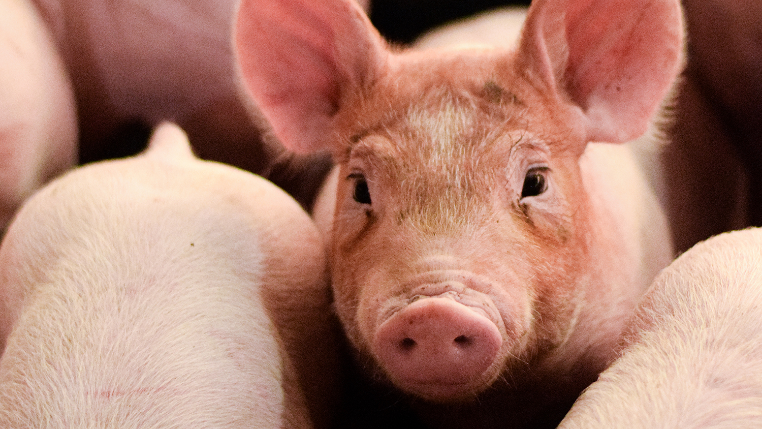 Piglets