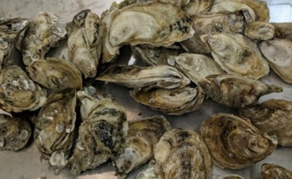 North Carolina oysters